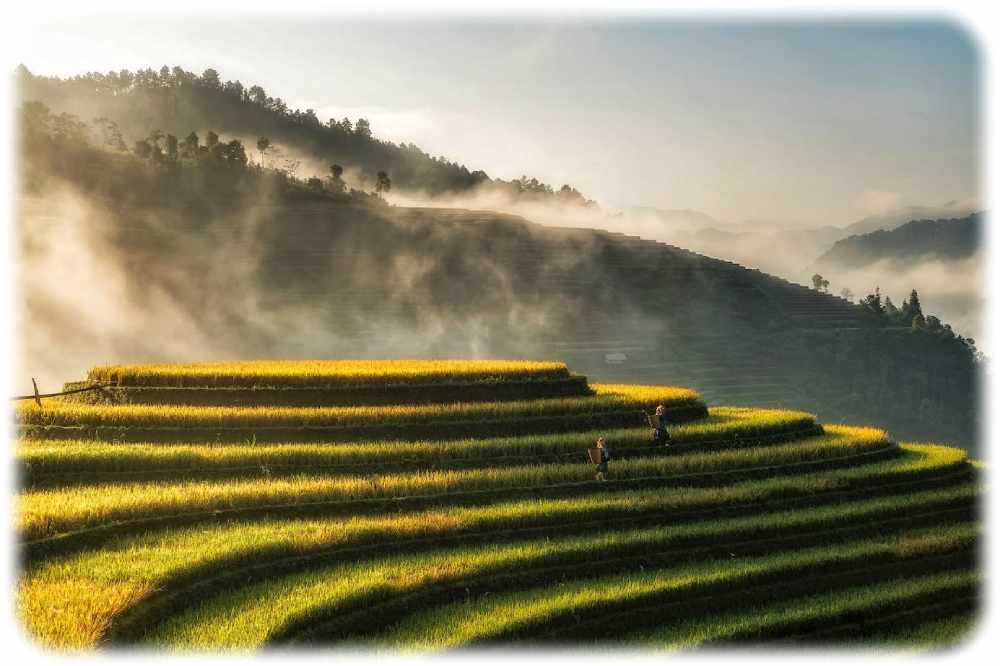 Reisfelder in der Region Mu Cang Chai in Vietnam. Foto: Hoach Le Dinh, Unsplash-Lizenz, https://unsplash.com/photos/PeRt3uMmjYM, https://unsplash.com/license